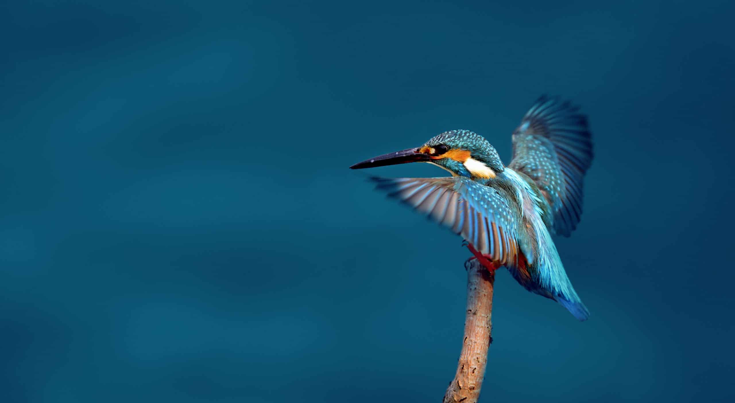 Contact Kingfisher Motorsport Ireland